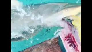 Hand feeding sharks!