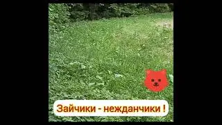 #блогер