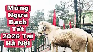 Happy New Year 2026! Cremello - Boost Your Health | BẠCH MÃ TV