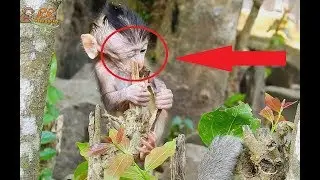 Don't do That! So Worry with Eyes Brutus Jr baby monkey,Young Mom Jill Worry Looking care Her baby.