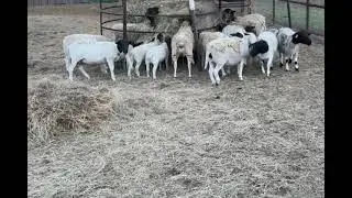 Baby trying 2 fly. #texas #farming #familyranch #dorper #babyanimals #babylamb #cute @djcrash1104