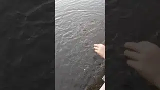 Пос. Октябрьский, Новоспасский район Ульяновская обл. Рыбы в озере 2.