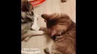 Котята курильский бобтейл