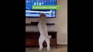 собачка болельщик