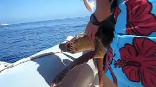 Centro Ricerca Delfini Lampedusa - Recupero Caretta caretta (parte2)