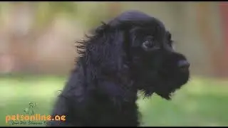 Cocker Spaniel Puppy HD Video