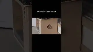 거북이놀이 중인 복떠니🐶