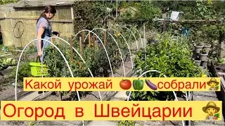 ОГОРОД В ШВЕЙЦАРИИ 👩‍🌾 ОЧЕРЕДНОЙ СБОР УРОЖАЯ🍅🍆СКОЛЬКО СОБРАЛИ👩‍🌾