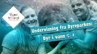 Undervisning fra Dyreparken: Dyr i vann 🌊💧