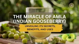 The Miracle of Amla (Indian Gooseberry): Unveiling Its Secrets, Benefits, and Uses.