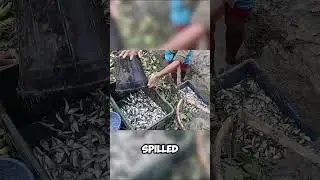 Thousands of Fish Racing on Hot Sand! Find Out Why!