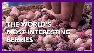 The world's most interesting berries