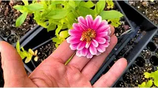 Planting Dwarf Zinnias- Quick & Easy Container