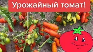 Обзор сорта томата «Жиголо».  