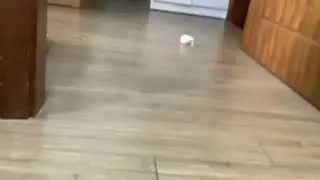 Balloon Deflation Sound