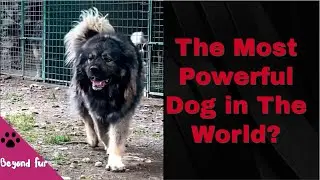 Is the Caucasian Shepherd the Most Powerful Dog in the World?