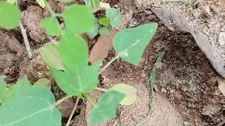 Small papaya Plant