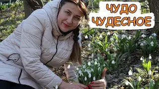 Ехали за подснежниками и заблудились. Потом нашлись