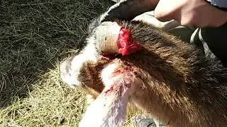 Новые племенные животные.