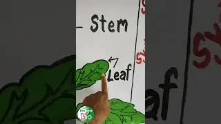 Different parts of plant. By Simply The Best BIO