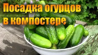ЛУЧШИЙ СПОСОБ ПОСАДКИ ОГУРЦОВ В КОМПОСТЕРЕ!!!Посадка огурцов.Как посадить огурцы без плёнки?!?!?!