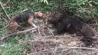 Ünye Domuz Avcıları - Wildboard Hunting