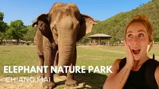 CHIANG MAI ELEPHANT NATURE PARK SANCTUARY & MORE
