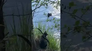 Ксюша смотрит на уток