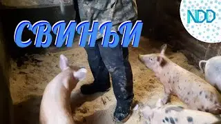 Заменяем бактерии в клетке и взвешиваем свинок.