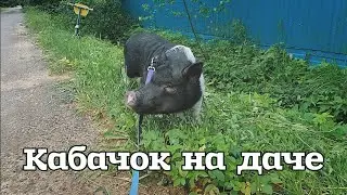 Кабачок на даче. Исследуем улицы