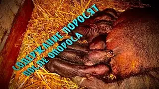 Простота в содержании выводка вислобрюхих поросят после опороса