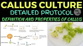 CALLUS CULTURE TECHNIQUE || DETAILED PROTOCOL OF CALLUS CULTURE, DEFINITION, PRINCIPLE , PROPERTIES