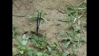 Borboleta bêbada ?!!!