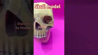 Skull model school project #skull #skullanatomy #shortsfeed #shortsyoutube #shorts #tlmideas #tlm