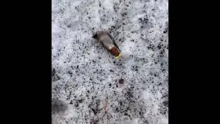 Птицы тоже пьют