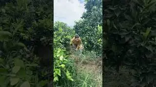 Weeding  On The Orange Farm 