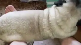 Прикол-Мопс Гусеница