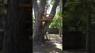 The Best Florida Tree House