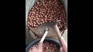 Орешки фундук