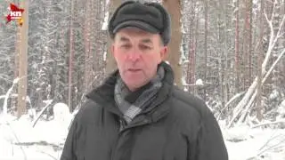 Состояние ельника в Орловском Полесье