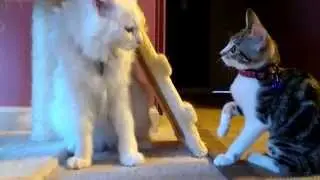 Are cats playing or fighting 2 新舊貓相處 (新舊貓打架) 2
