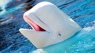 Arctic animals for kids pronunciation (with pictures)