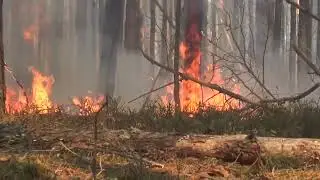 В Чернобыльской зоне до сих пор не могут потушить пожар