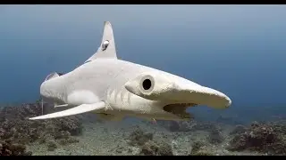 Robot Spy Shark - With 360 Vision!