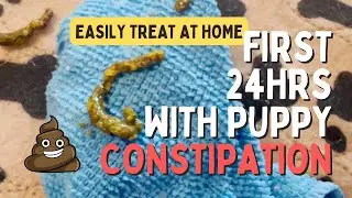 First 24hrs with Puppy Constipation