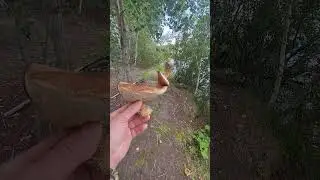 гриб сиамский близнец