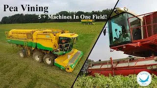 Harvest 2020 | Pea Vining | 5 + Machines In One Field