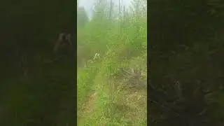 идем к избе