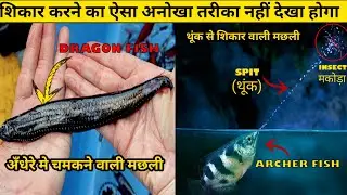 5 समुद्र के ऐसे जीव जिन्का शिकार करने का तारिका बहुत अलग है | Archer Fish | Dragon Fish | Mantis