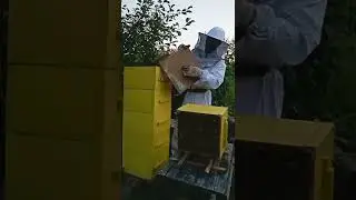 Урожай созрел. Отбираю первый корпус.